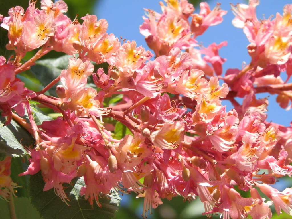 Flowering tree at umass amherst by dianezelia