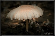 25th May 2012 - A Fungus Among Us