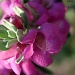 Texas Purple Sage bloom by grannysue