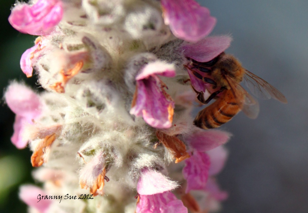 Bee Still by grannysue