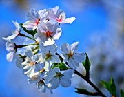 26th May 2012 - Cherry blossoms