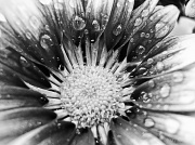 25th May 2012 - chrysanthemum