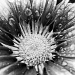 chrysanthemum by winshez