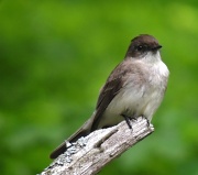 26th May 2012 - Eastern Phoebe