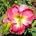 Frilly Flower by grannysue