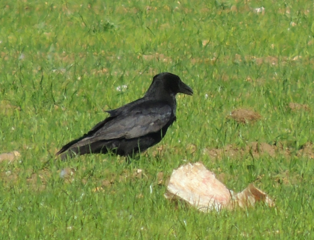 Crow by rosiekind