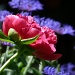 Flowers in my garden by rosiekind
