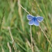 Common Blue by seanoneill