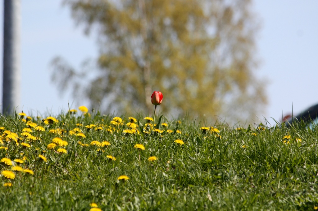 Lonely tulip IMG_3514 by annelis