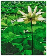 22nd May 2012 - Lotus