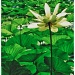 Lotus by eudora