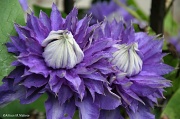 26th May 2012 - Purple Clematis