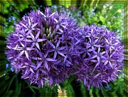 25th May 2012 - purple