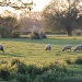Sheep May Safely Graze by daffodill