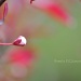 bud... by earthbeone