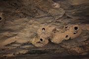 26th May 2012 - Fairy Martin (Petrochelidon ariel) nests - Katherine Gorge, Northern Territory 