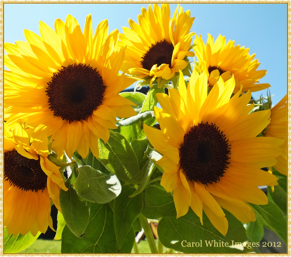 Sunflowers by carolmw