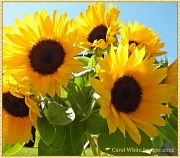 27th May 2012 - Sunflowers
