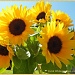 Sunflowers by carolmw