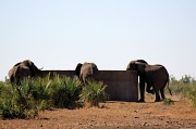 24th May 2012 - Elephant-sized drinking bowls