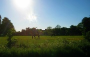 26th May 2012 - Gently Grazing