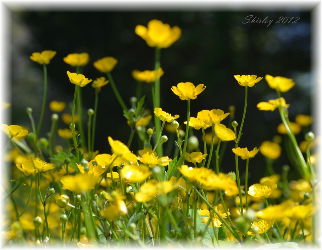 field of buttercups by mjmaven