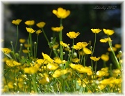 26th May 2012 - field of buttercups
