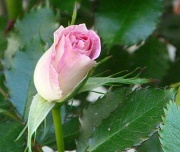 27th May 2012 - A rose by any other name