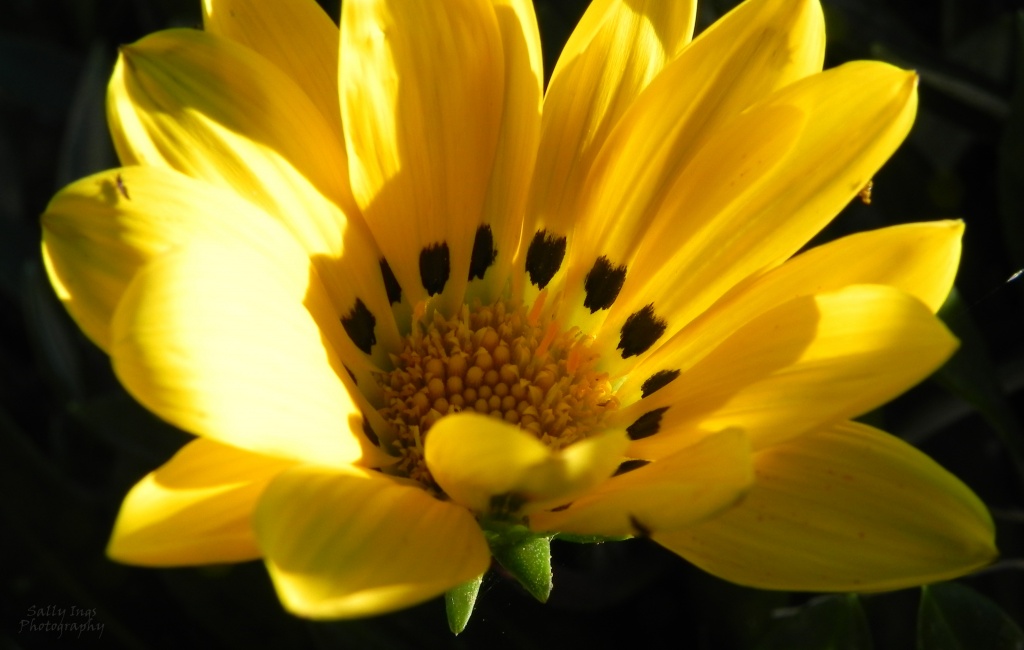 Yellow Flower by salza