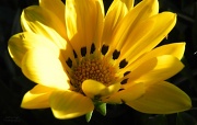 27th May 2012 - Yellow Flower