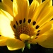 Yellow Flower by salza