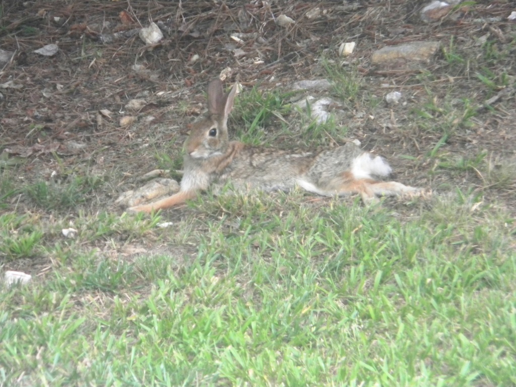 Rabbit in Backyard 5 5.27.12 by sfeldphotos