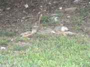 27th May 2012 - Rabbit in Backyard 5 5.27.12
