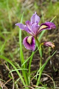 27th May 2012 - Native Iris