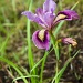 Native Iris by jgpittenger