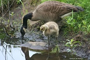 27th May 2012 - Canada Geese