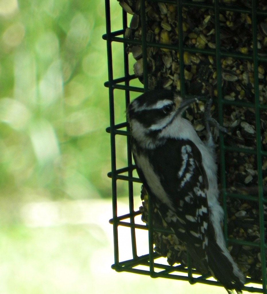 Woodpecker by mej2011