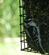 27th May 2012 - Woodpecker
