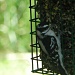 Woodpecker by mej2011