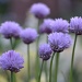 Chives by nix