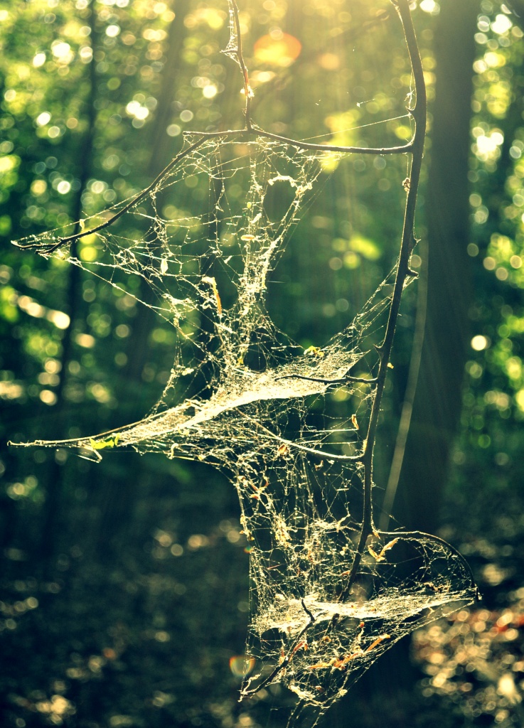 Dappled Web by andycoleborn