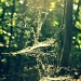 Dappled Web by andycoleborn