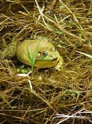 23rd May 2012 - Big Smile ,Big Frog