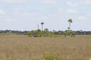 7th Apr 2010 - Everglades