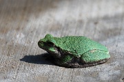 27th May 2012 - Lil Green Frog