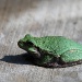 Lil Green Frog by dakotakid35