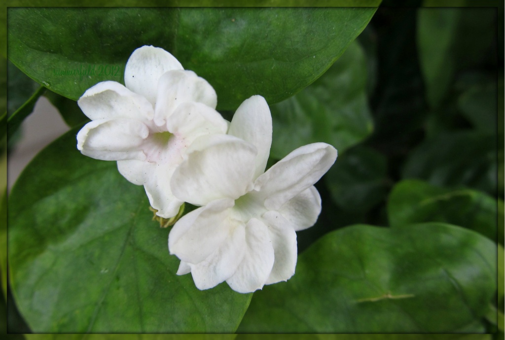 jasmine flowers by summerfield