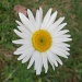 Frist Daisy of the Season by julie