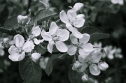 27th May 2012 - Apple blossoms