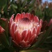 Protea ll by wenbow